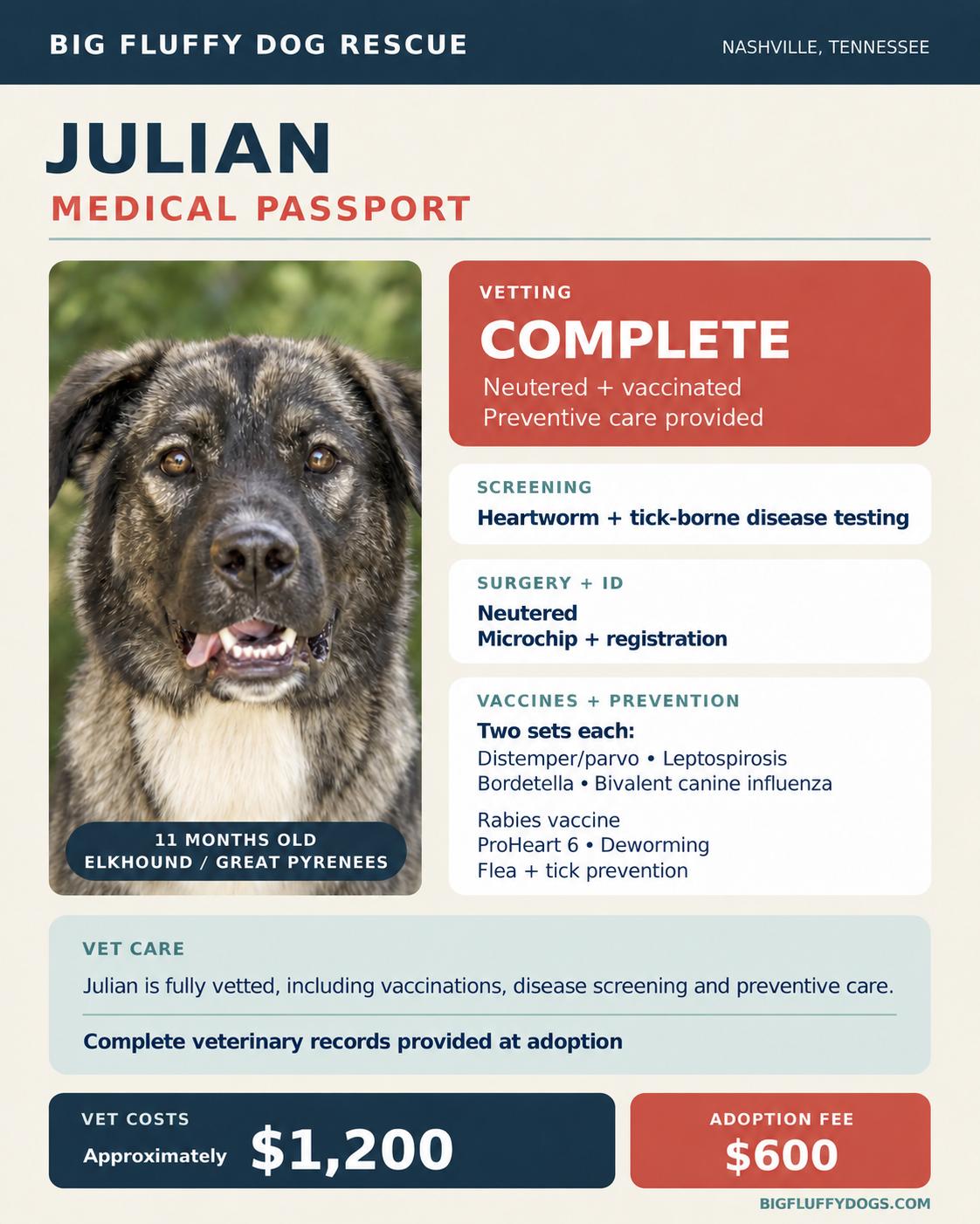 Enlarge Julian, a Adopted mixed breed in Nashville, TN image 4/4