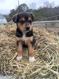 Bruiser, an adopted mixed breed in Anniston, AL image 1/2