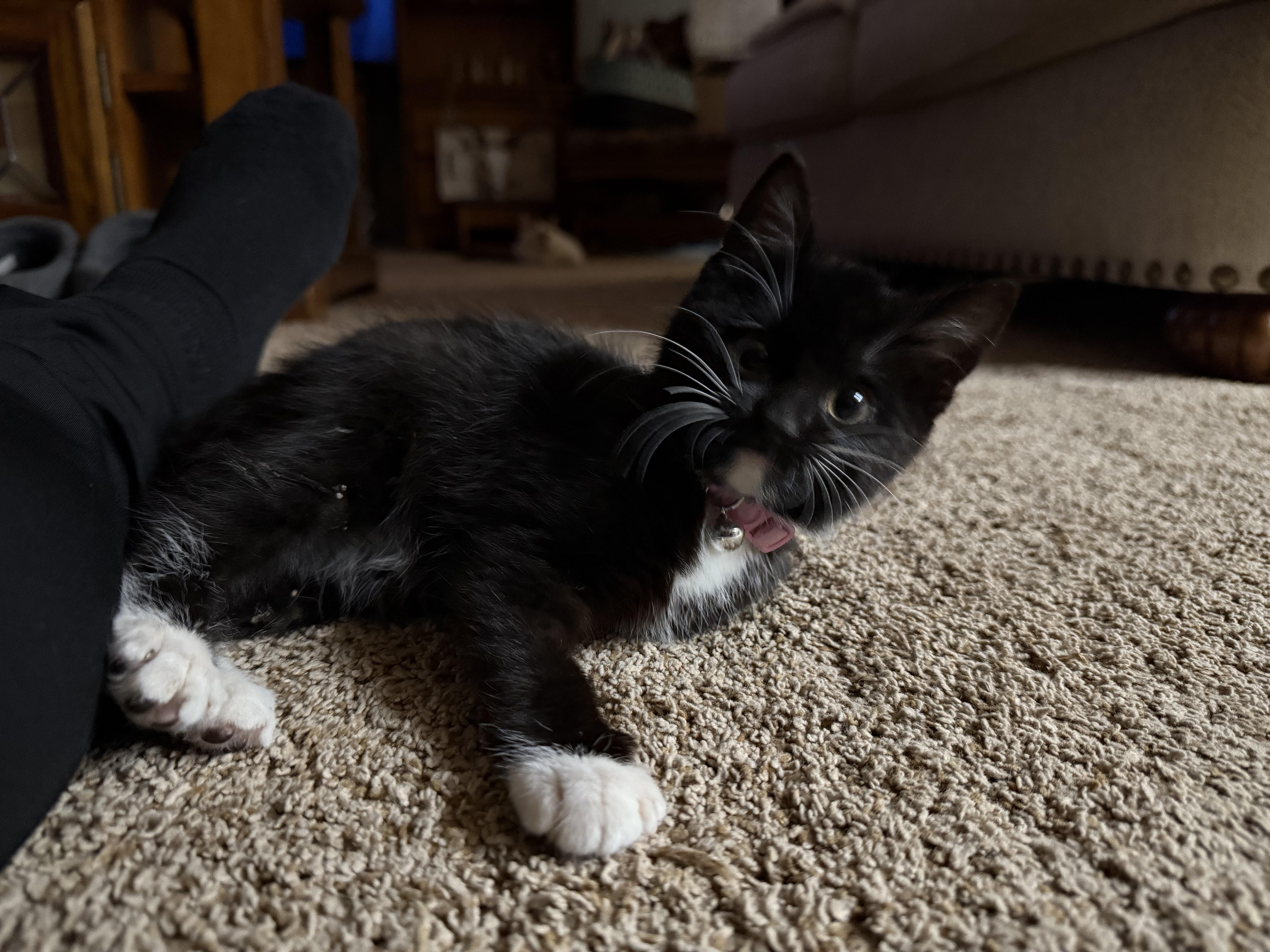 Enlarge Weebles , a Adoptable mixed breed in Ellington, MO image 2/3