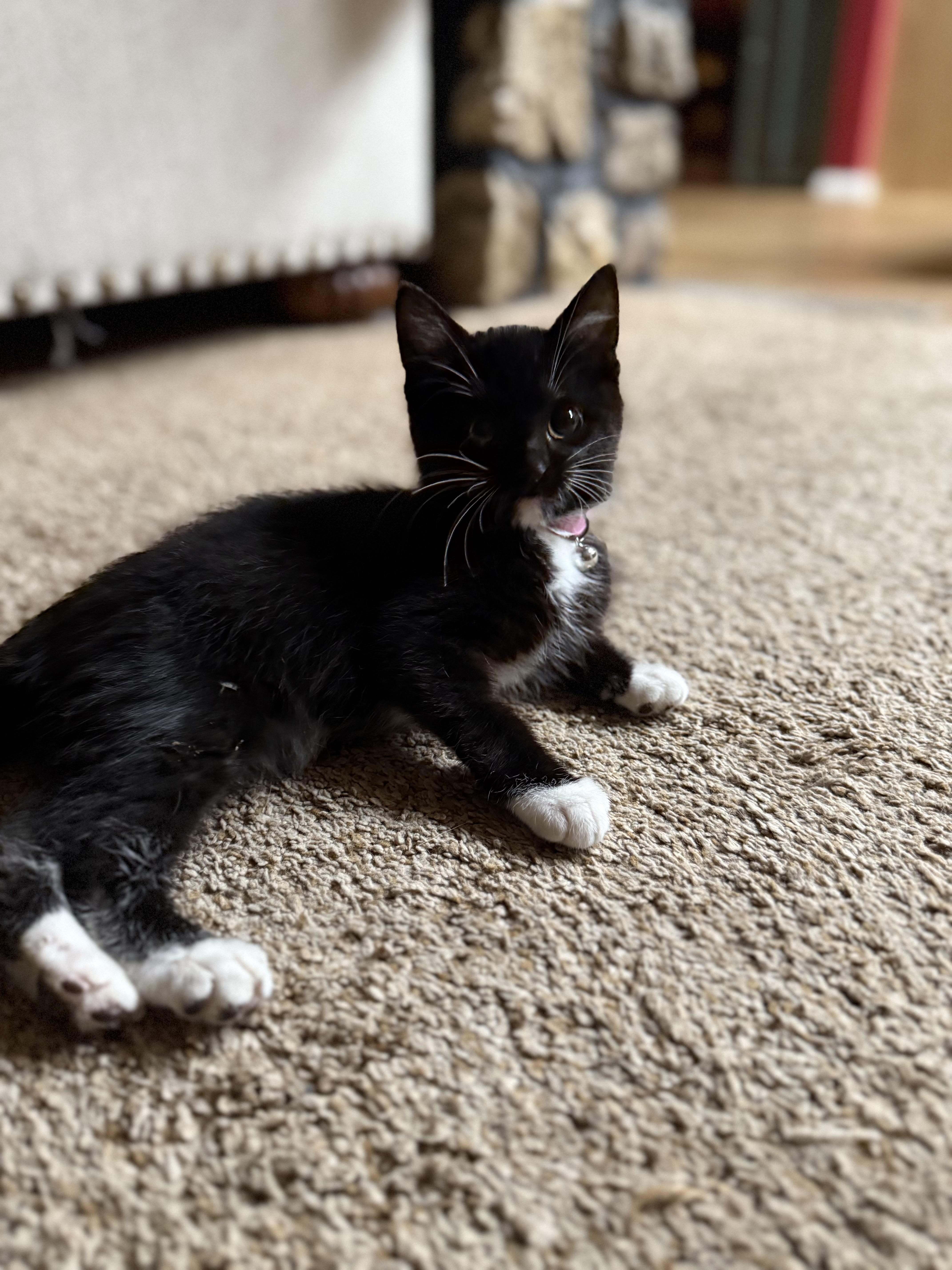 Enlarge Weebles , a Adoptable mixed breed in Ellington, MO image 3/3