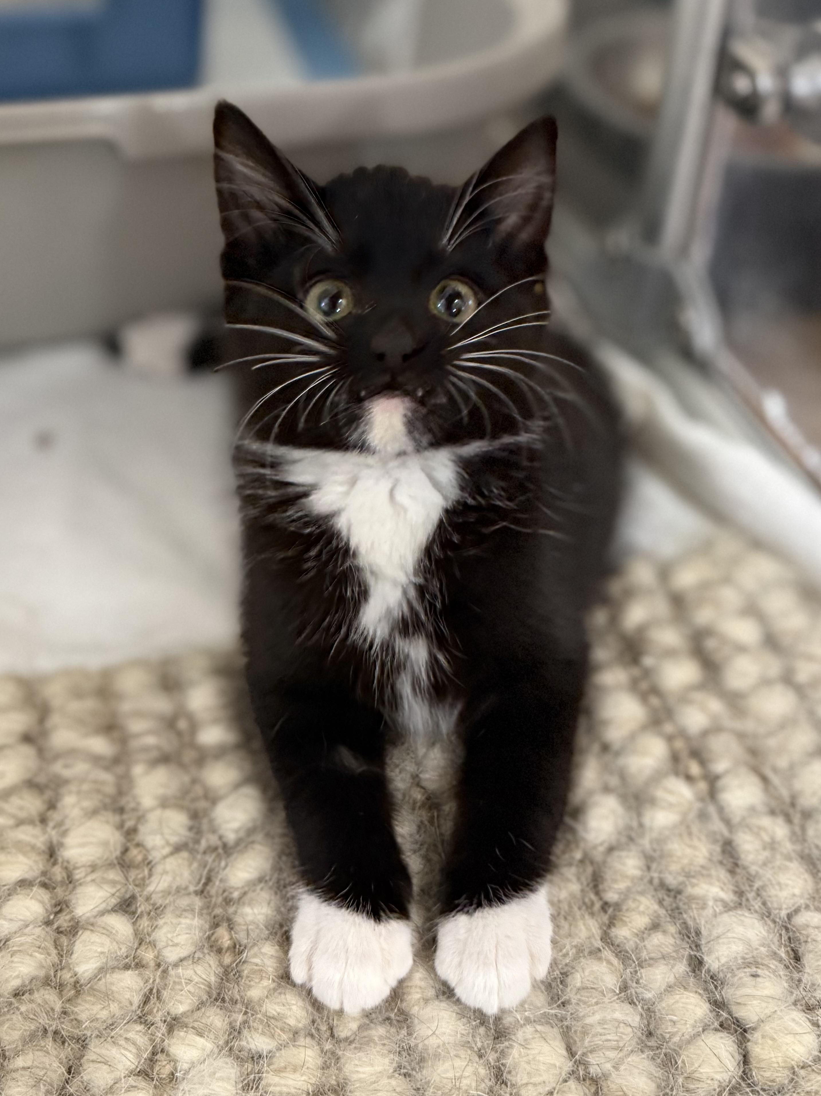 Weebles , Adoptable, Kitten Female American Shorthair.