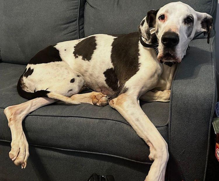 Missandei, an adopted Great Dane in Larkspur, CO image 2/3
