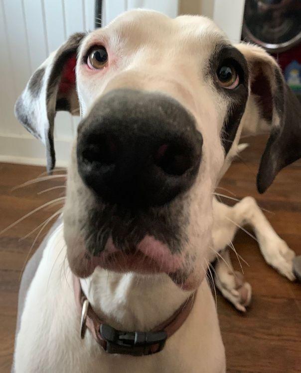Missandei, an adopted Great Dane in Larkspur, CO image 3/3