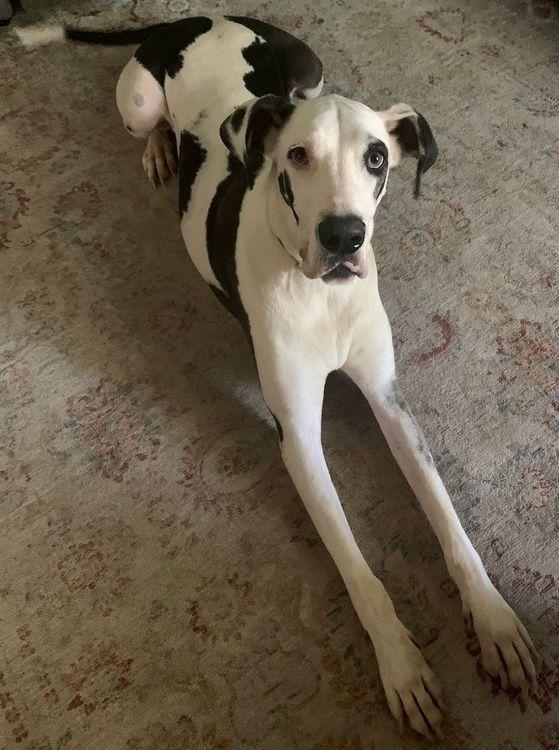 Missandei, adopted, Senior Female Great Dane.