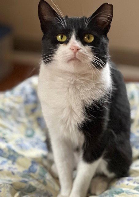 Enlarge Mini, a Adopted Domestic Short Hair in Newtown Square, PA image 1/2