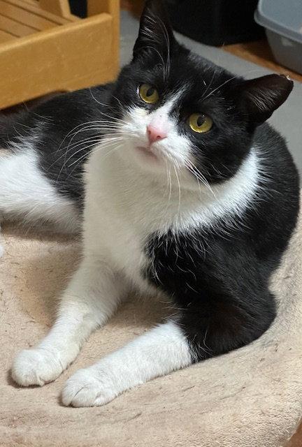 Enlarge Mini, a Adopted Domestic Short Hair in Newtown Square, PA image 2/2