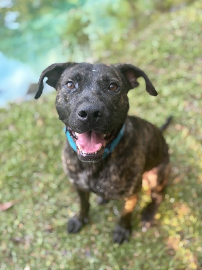 Enlarge Drax, a ADOPTABLE Plott Hound in Charlotte, NC image 4/6