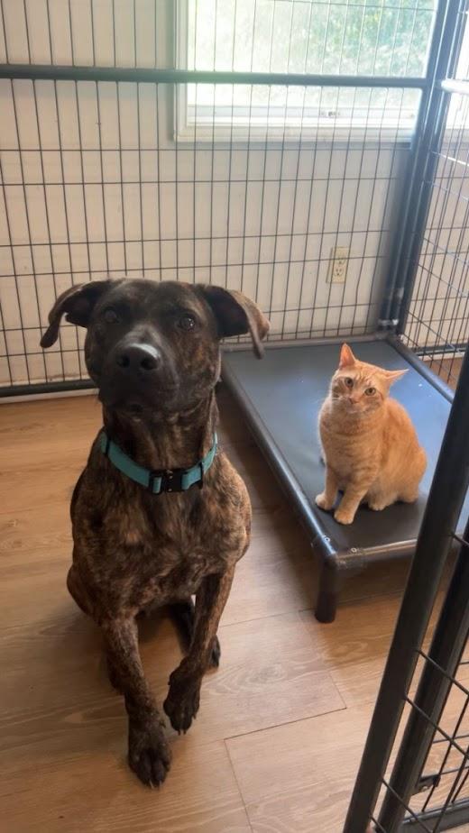 Enlarge Drax, a ADOPTABLE Plott Hound in Charlotte, NC image 5/6