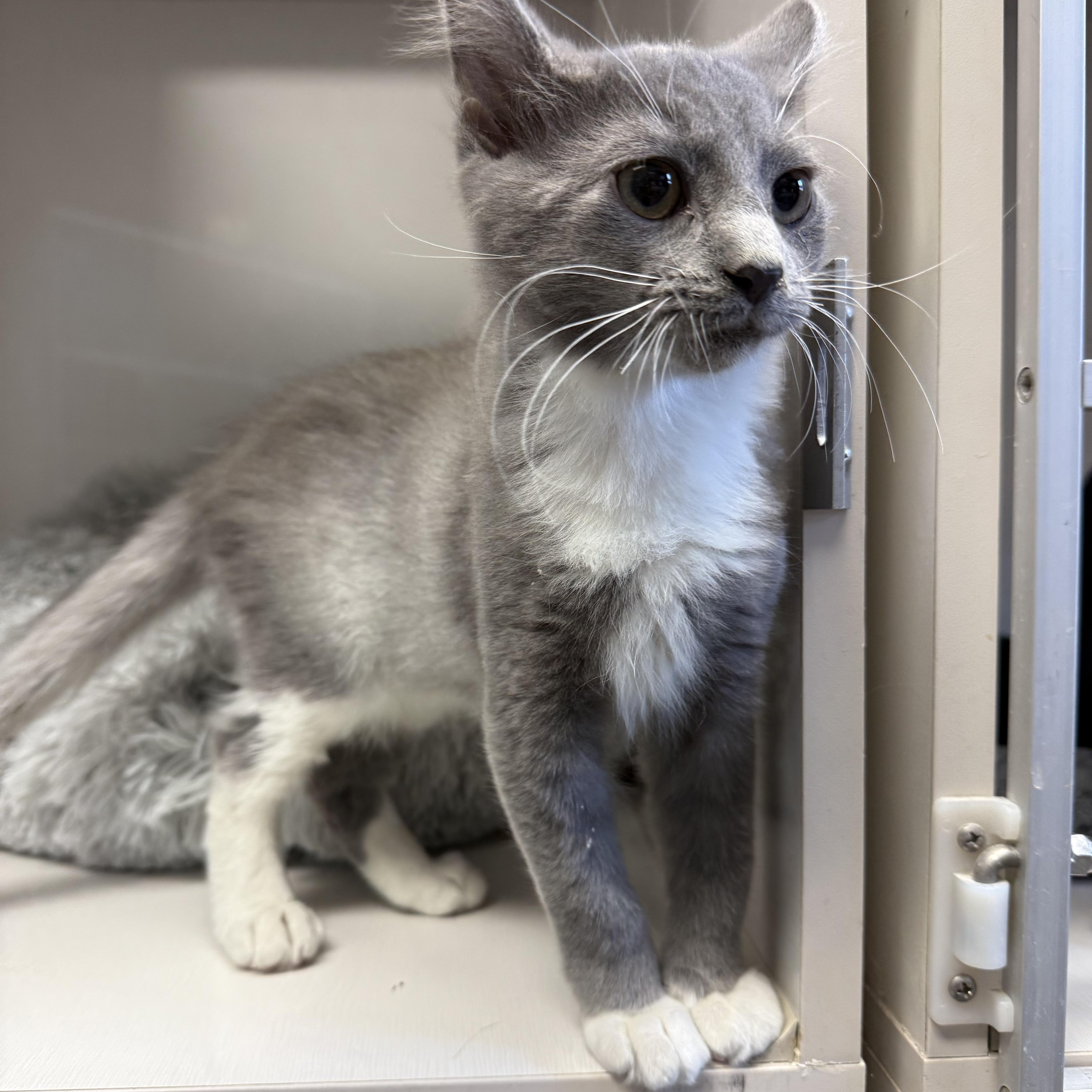 Enlarge Jake Ryan, a Adoptable Domestic Short Hair in Butler, NJ image 2/6