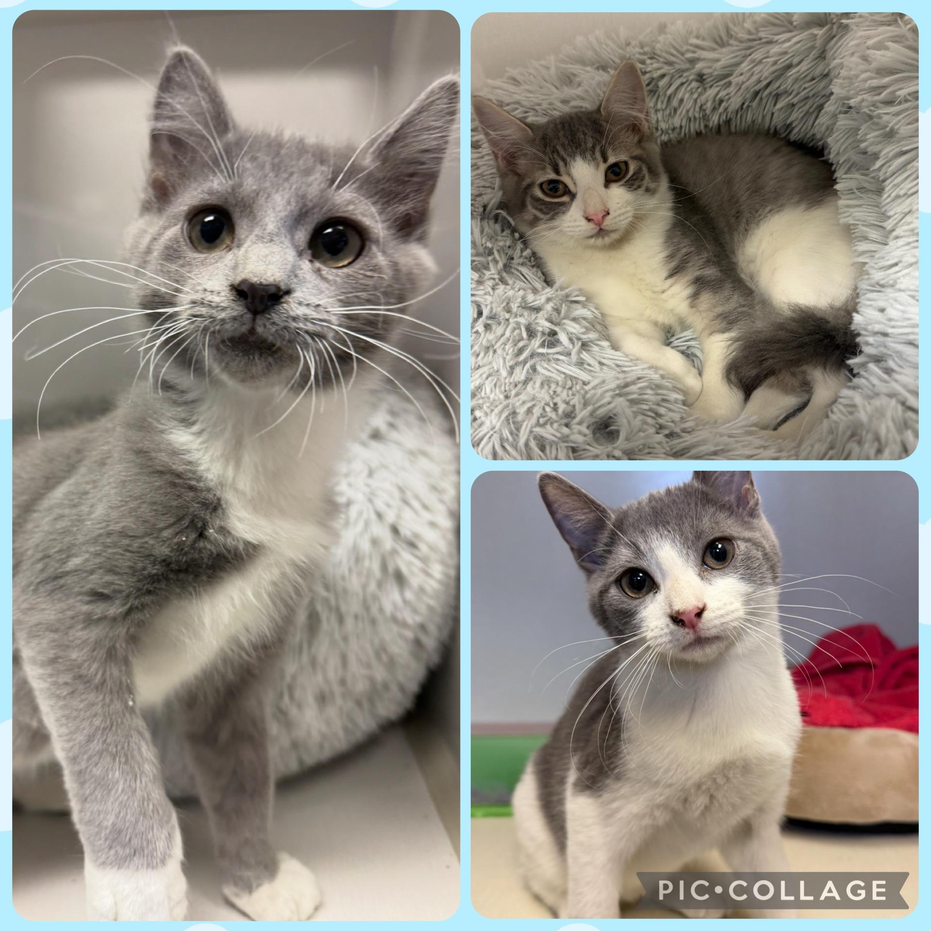 Enlarge Jake Ryan, a Adoptable Domestic Short Hair in Butler, NJ image 3/6