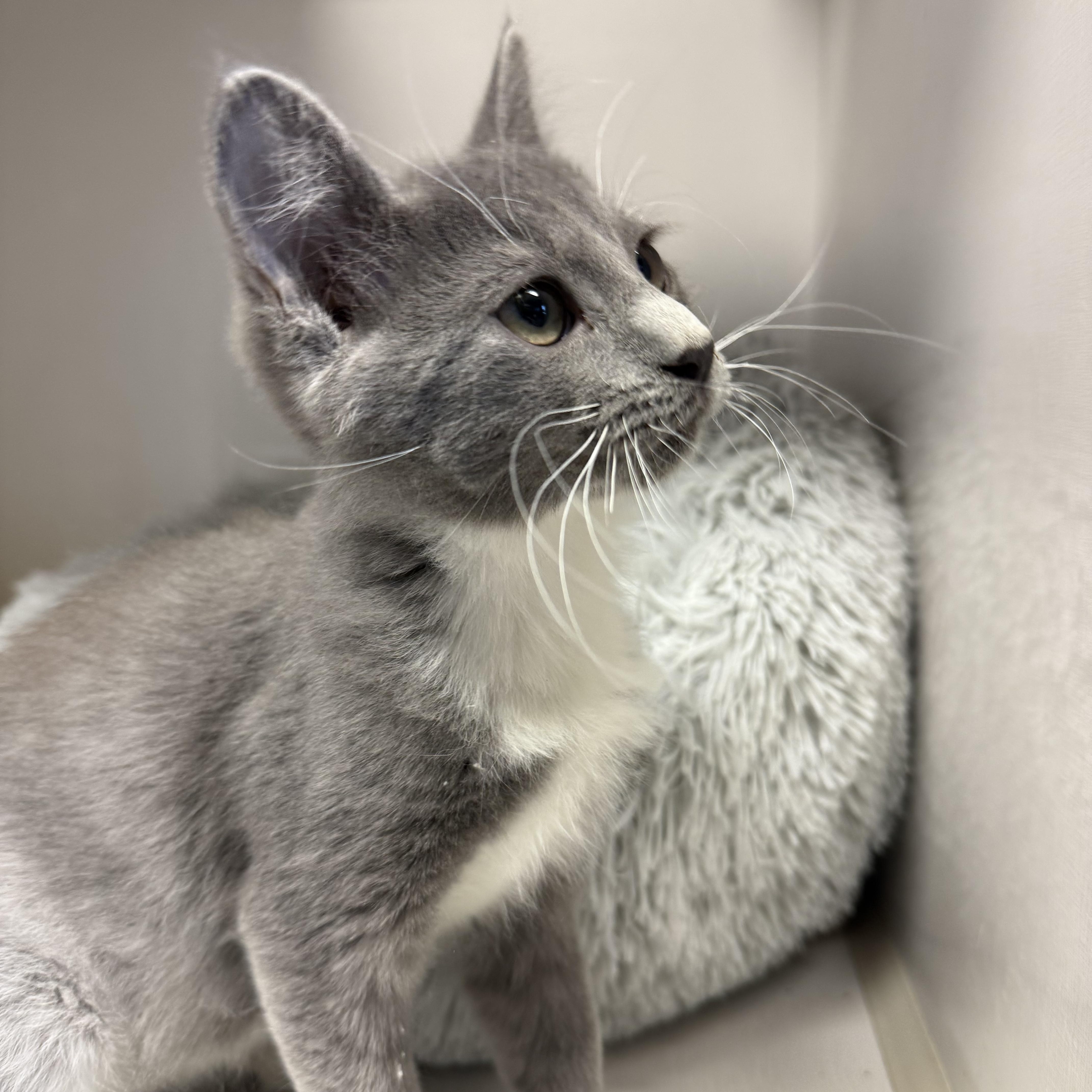 Enlarge Jake Ryan, a Adoptable Domestic Short Hair in Butler, NJ image 4/6