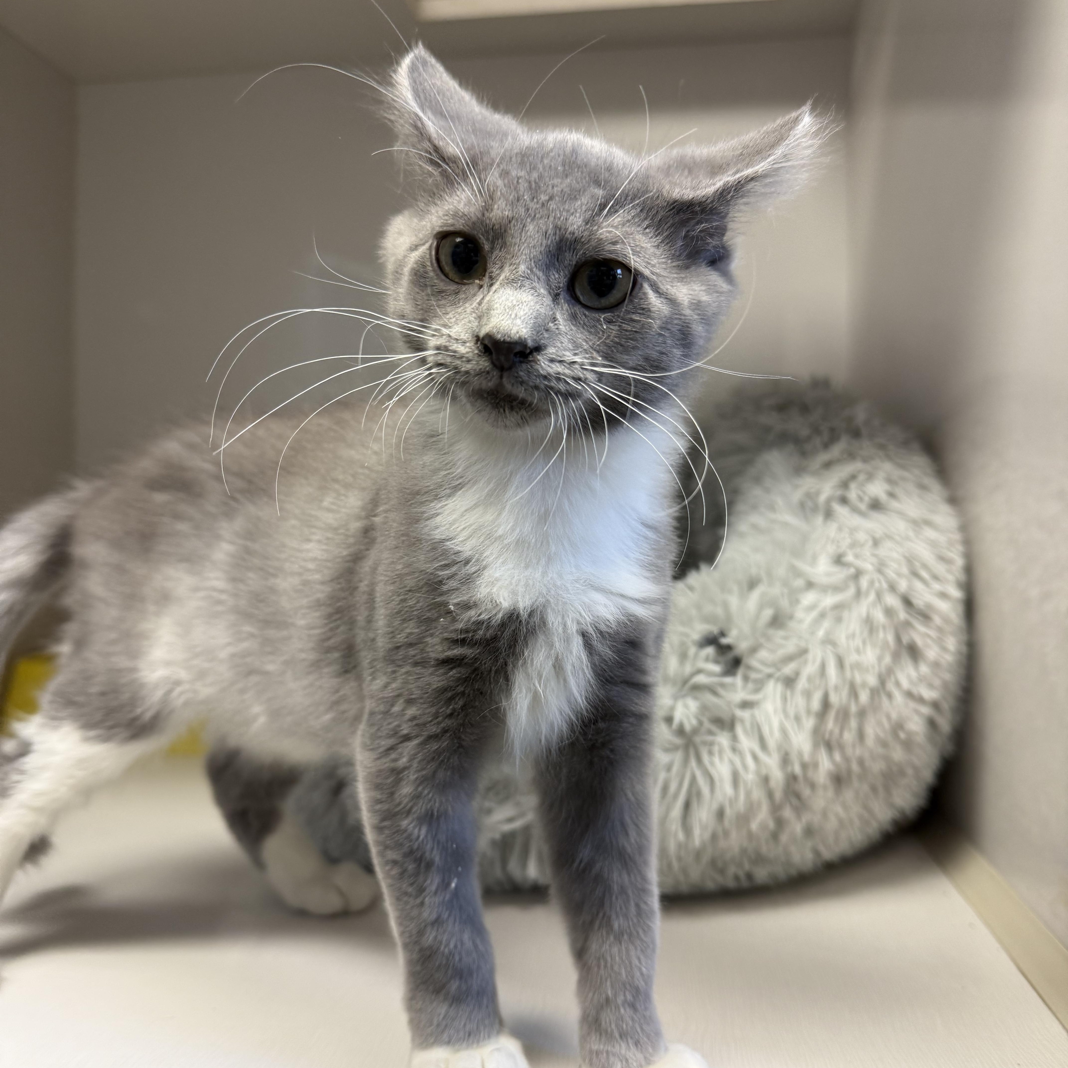 Enlarge Jake Ryan, a Adoptable Domestic Short Hair in Butler, NJ image 5/6