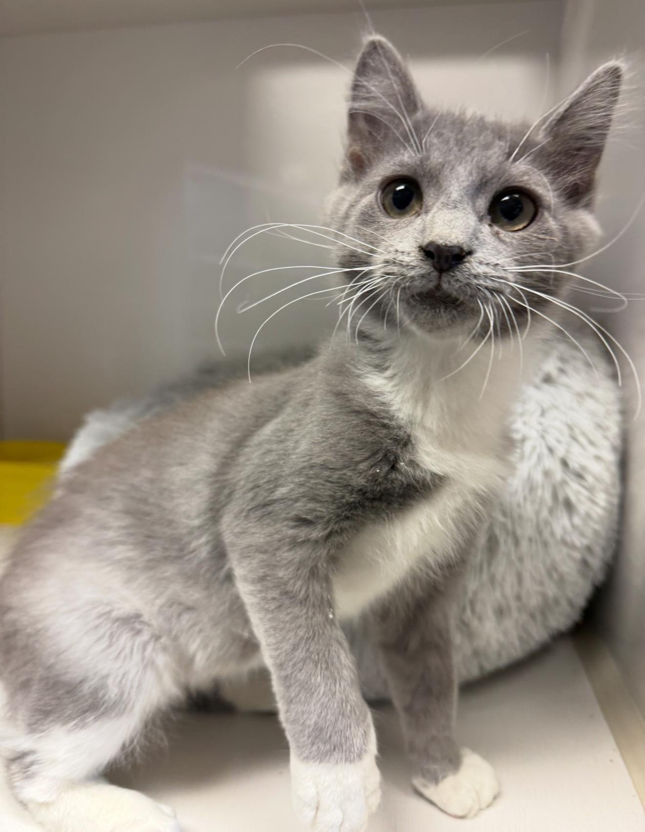 Enlarge Jake Ryan, a Adoptable Domestic Short Hair in Butler, NJ image 6/6