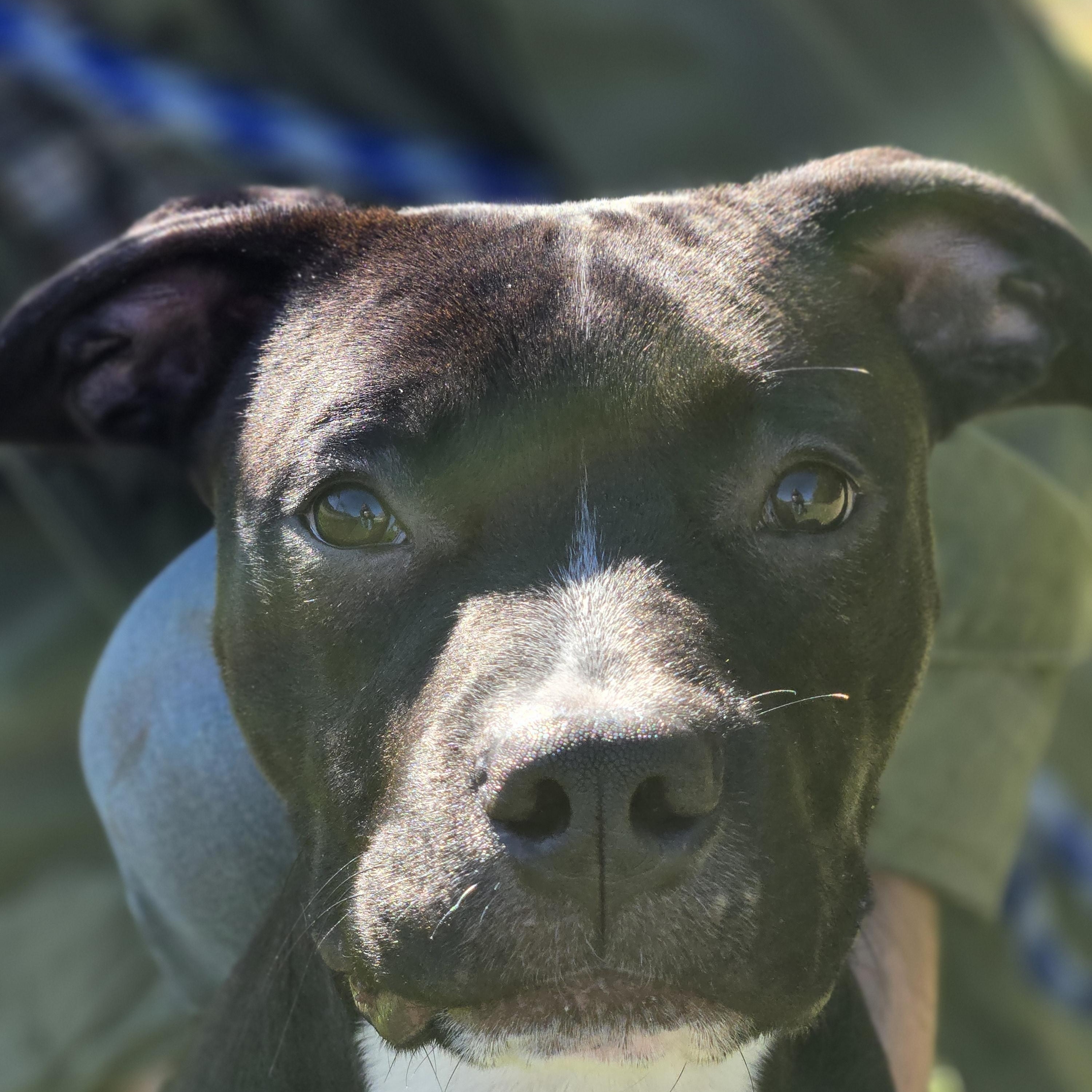 Conway Pittie (Coming Soon...)