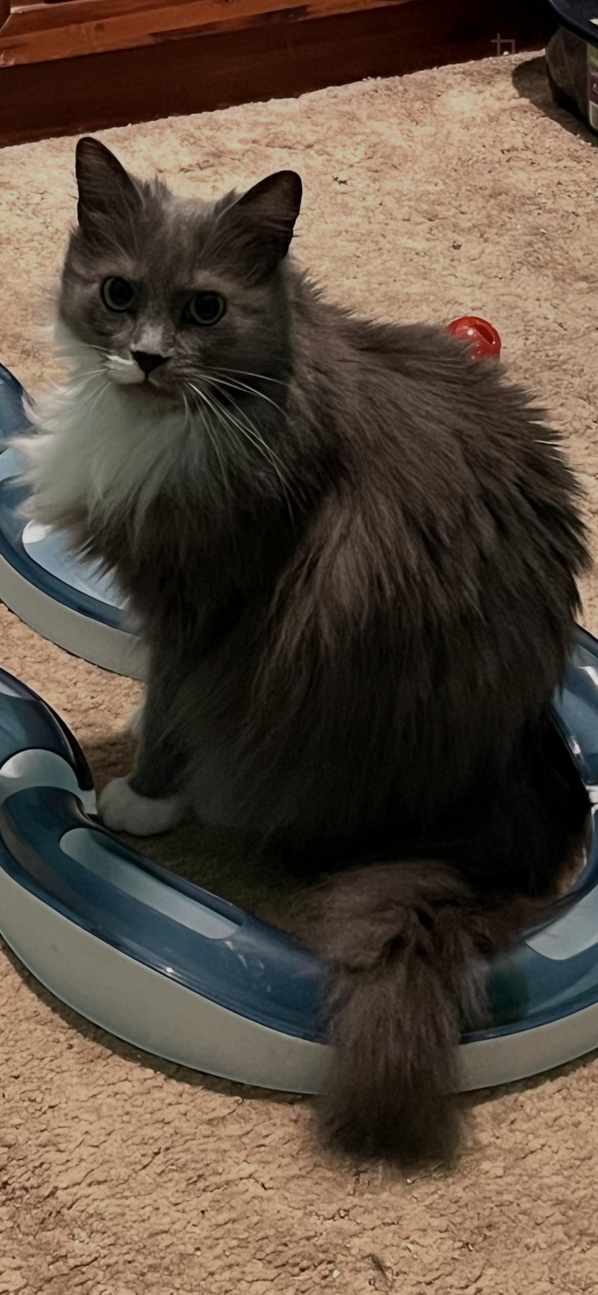 Enlarge Valencia, a Adoptable Domestic Long Hair in Connelly Springs, NC image 2/2