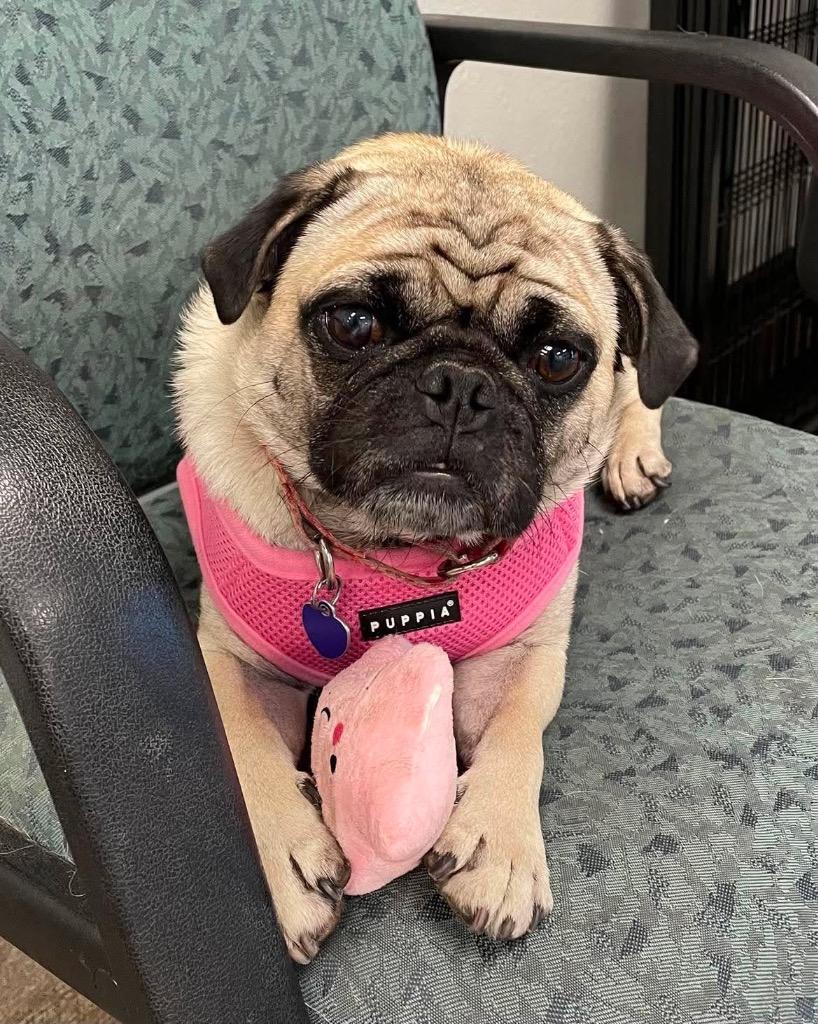 Harley Girl, Adoptable, Adult Female Pug.
