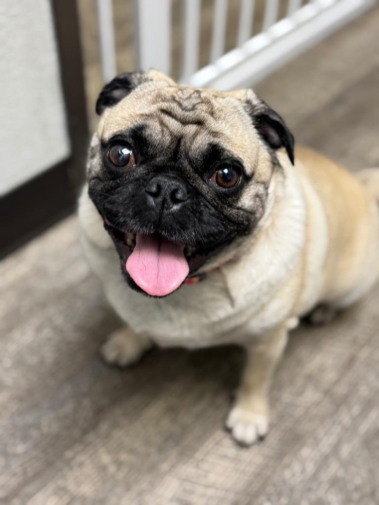 Enlarge Harley Girl, a Adoptable Pug in Lake Forest, CA image 1/1