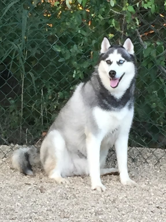 Azul, Adoptable, Senior Male Siberian Husky.