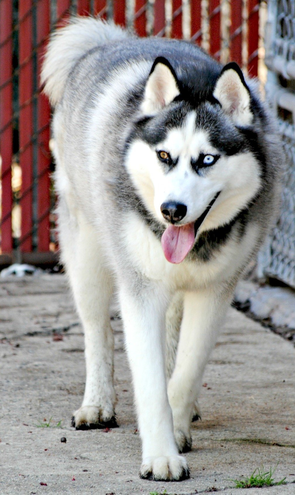 Azul, a Adoptable Siberian Husky in Matawan, NJ image 2/4