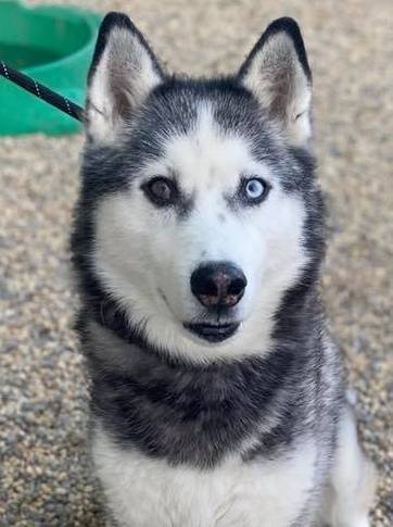 Azul, a Adoptable Siberian Husky in Matawan, NJ image 3/4