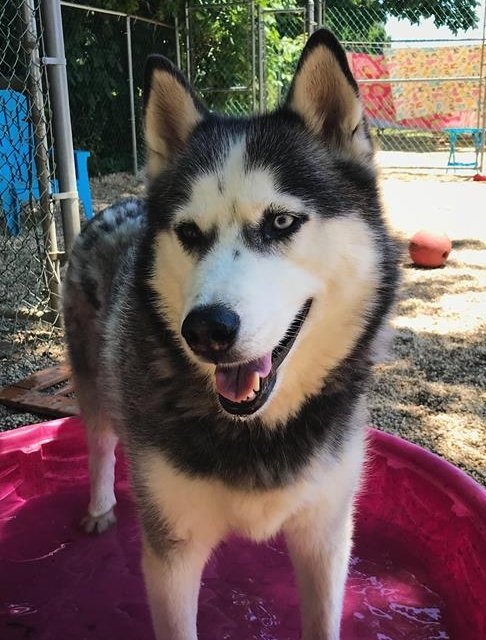Azul, a Adoptable Siberian Husky in Matawan, NJ image 4/4
