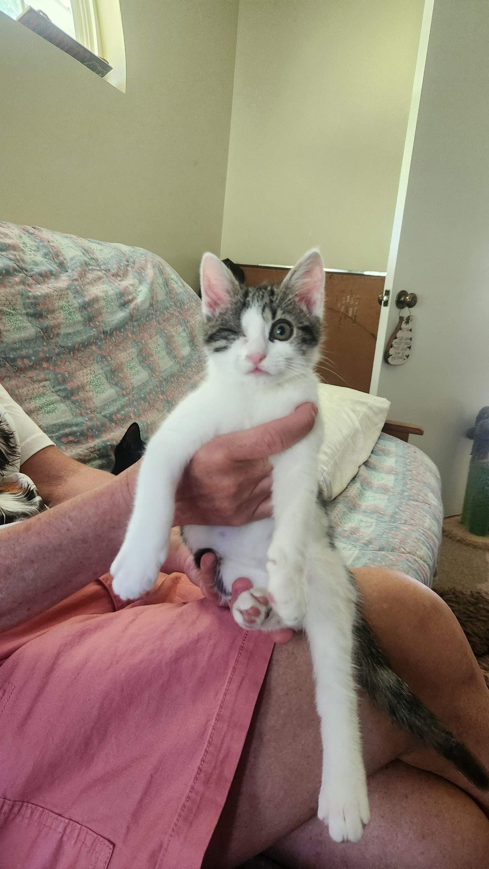 Bubba, Adoptable, Young Male American Shorthair.