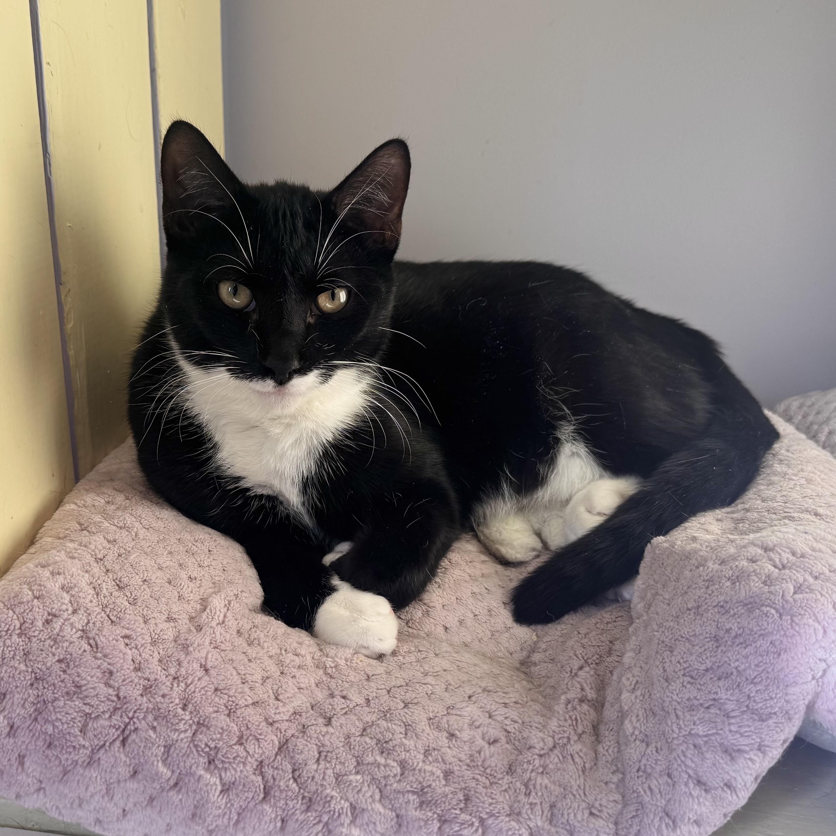 Stanley, Adoptable, Kitten Male Tuxedo.