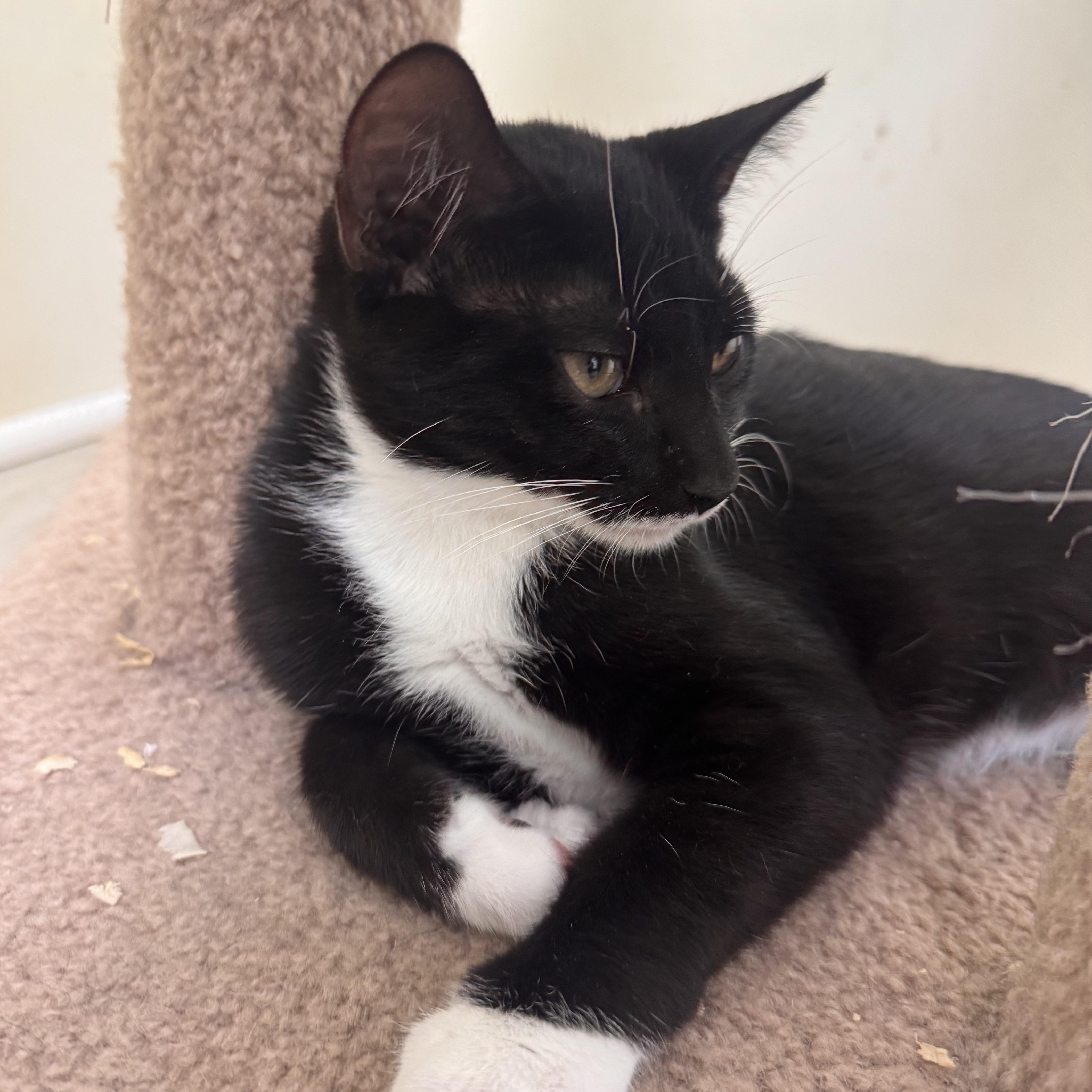 Stanley, Adoptable, Kitten Male Tuxedo.