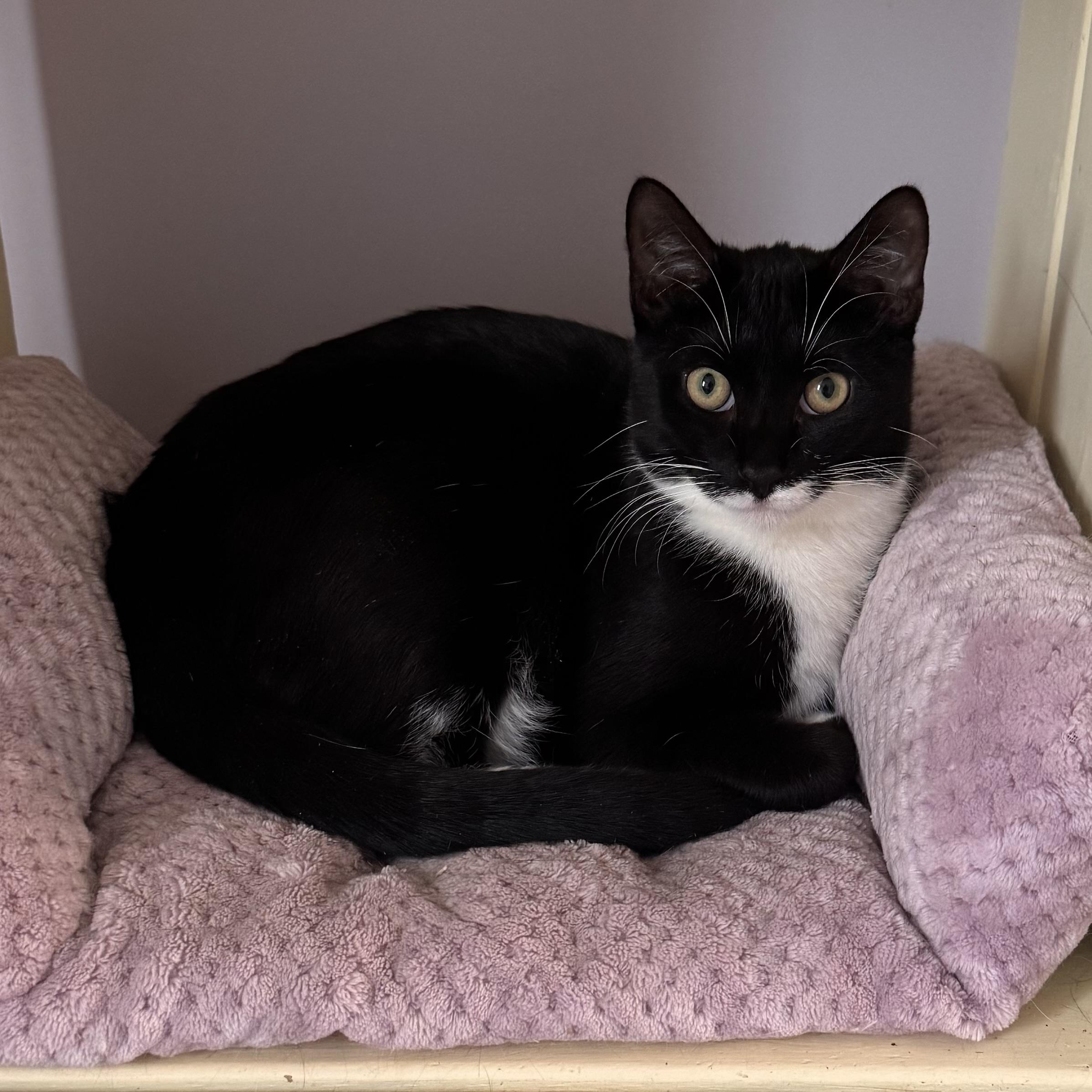 Enlarge Stanley, a Adoptable Tuxedo in East Northport, NY image 2/3