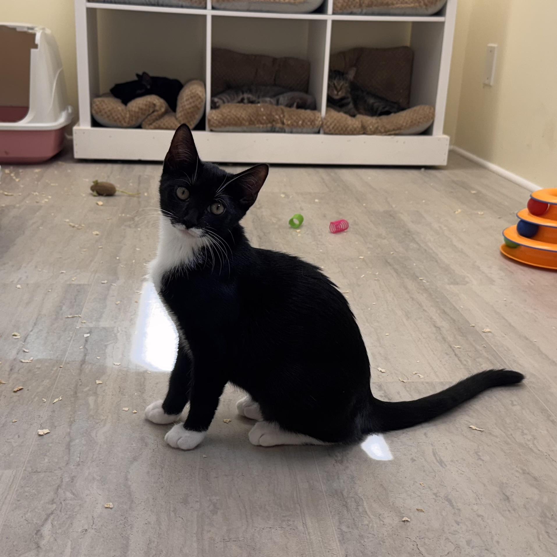 Stanley, a Adoptable Tuxedo in East Northport, NY image 2/4