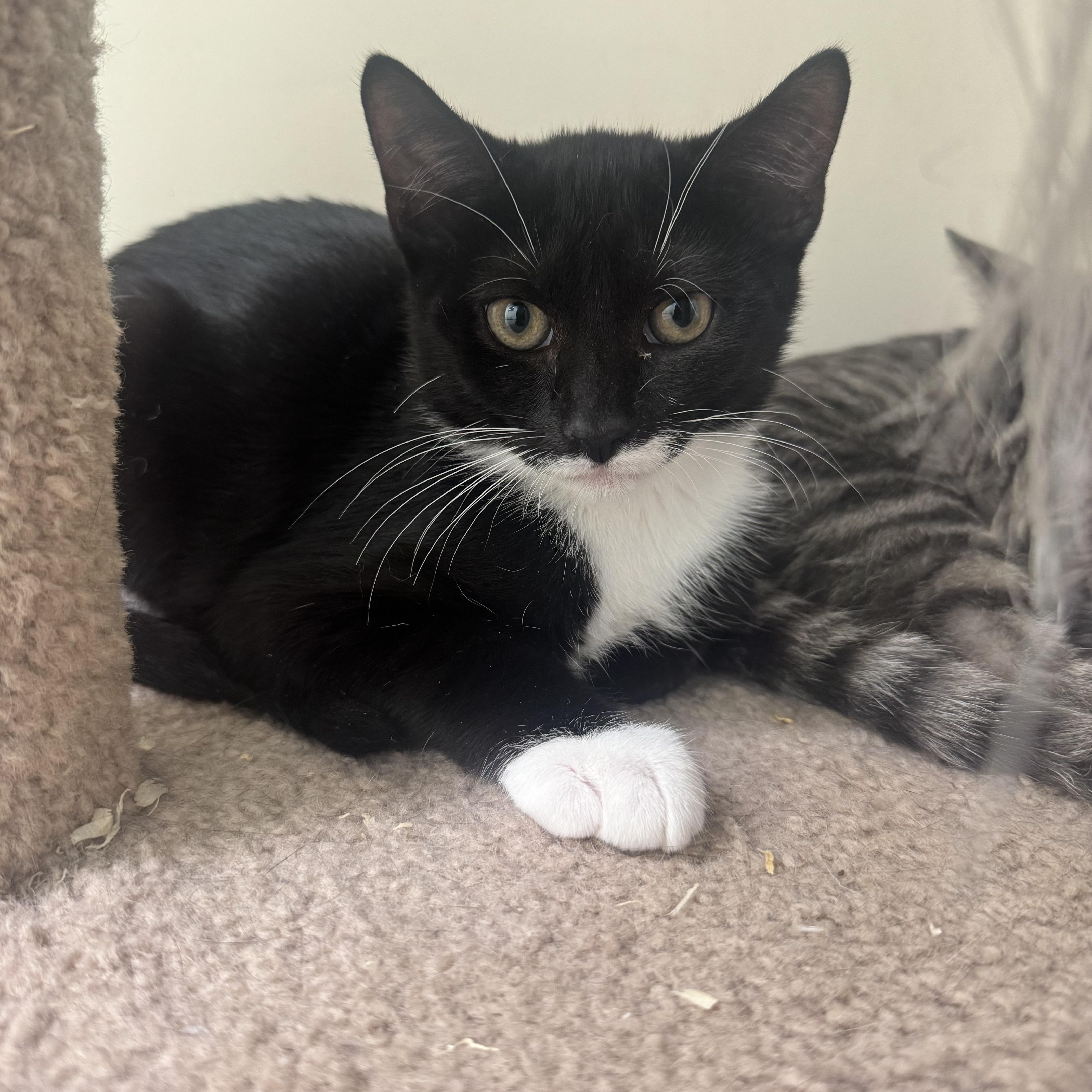 Stanley, Adoptable, Kitten Male Tuxedo.