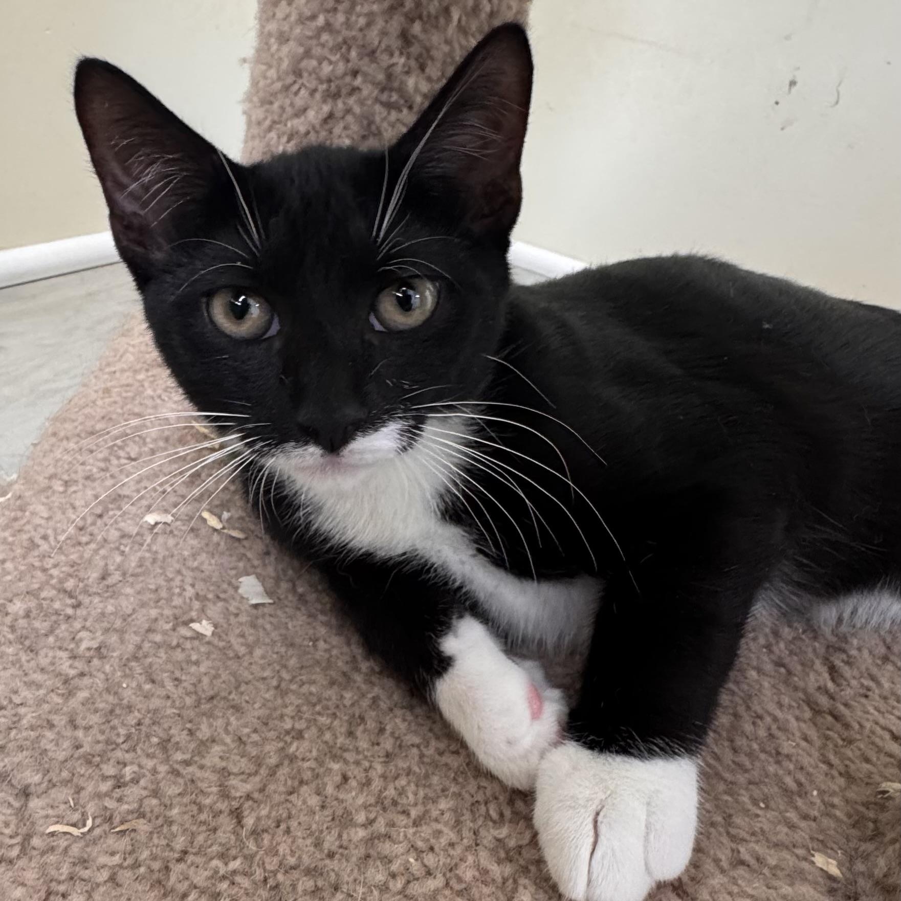 Stanley, a Adoptable Tuxedo in East Northport, NY image 4/4