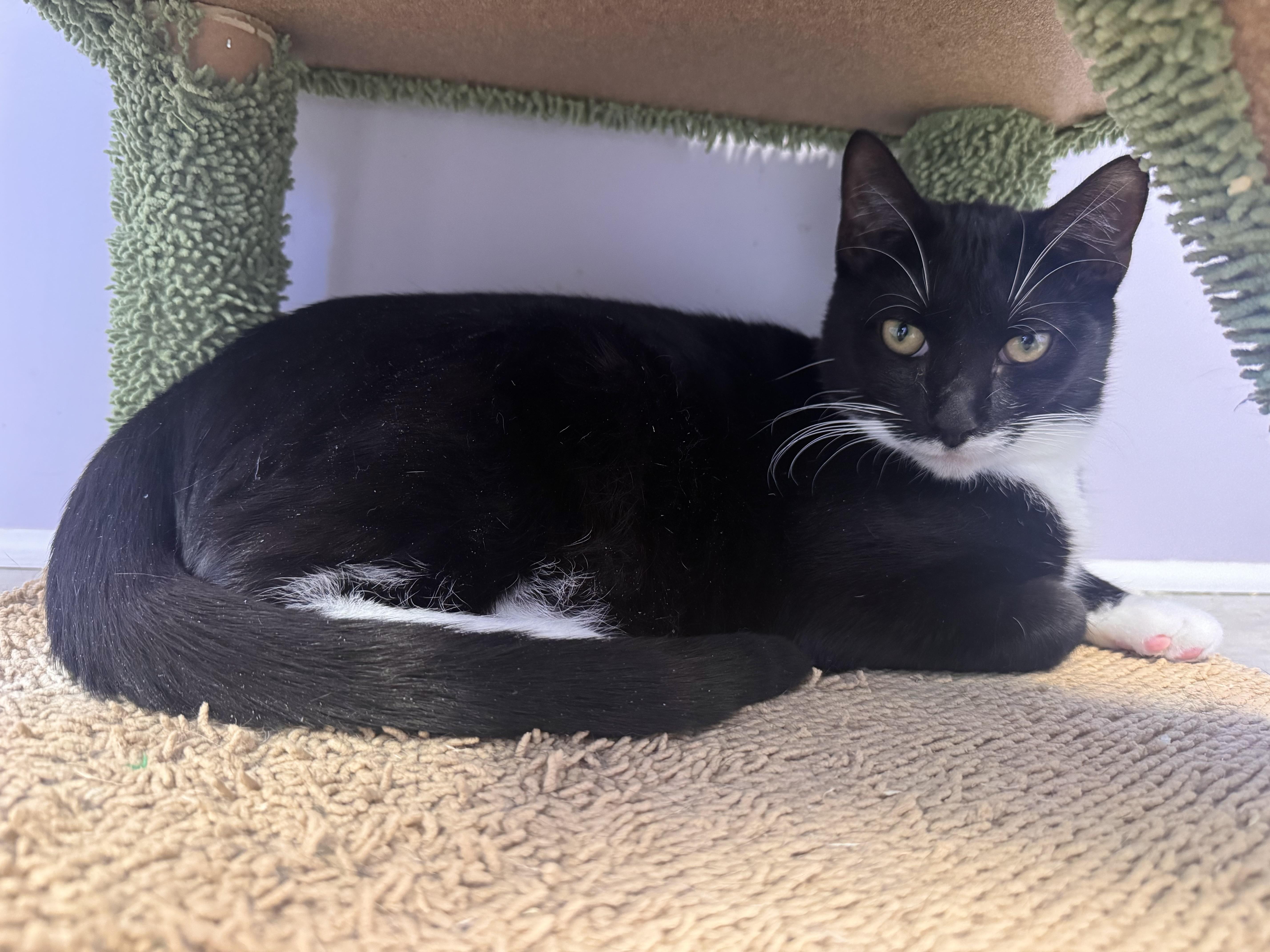 Enlarge Stanley, a Adoptable Tuxedo in East Northport, NY image 3/3