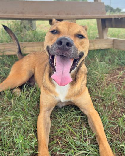 Airy, Adoptable, Adult Male Mixed Breed & Mixed Breed.