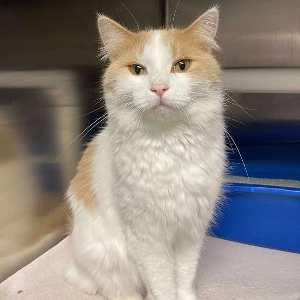 Muffin, Adoptable, Adult Male Domestic Long Hair.
