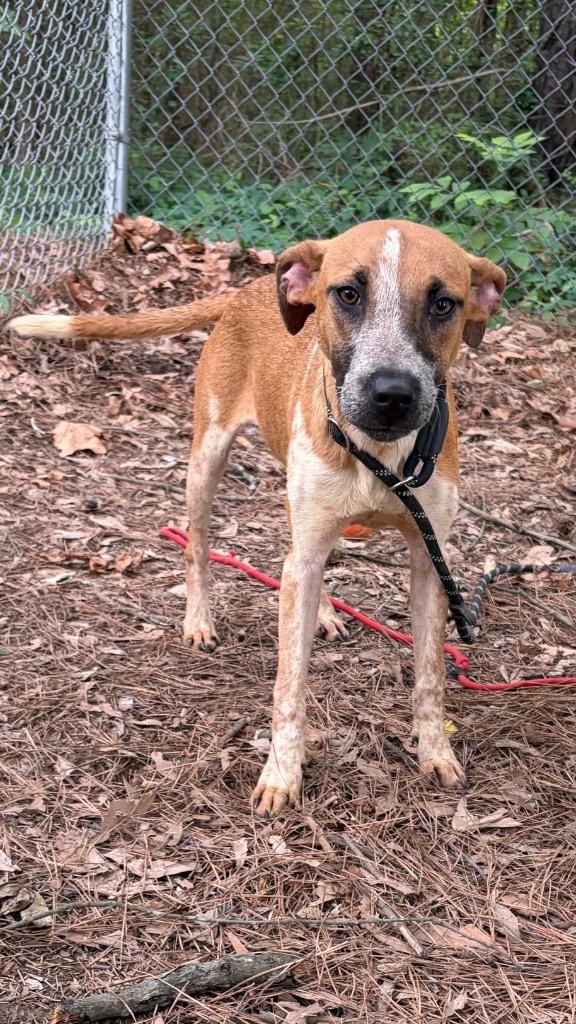 Rusty, Adoptable, Puppy Male Australian Cattle Dog / Blue Heeler.