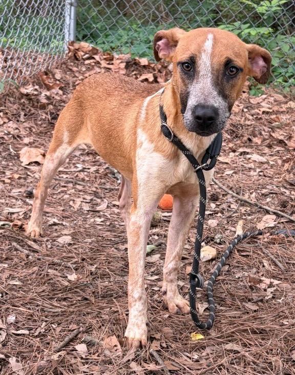 Enlarge Rusty, a Adoptable Australian Cattle Dog / Blue Heeler in Little Rock, AR image 2/3