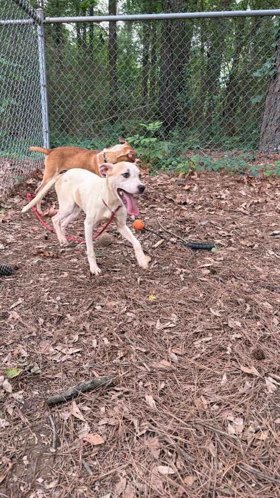 Enlarge Rusty, a Adoptable Australian Cattle Dog / Blue Heeler in Little Rock, AR image 3/3