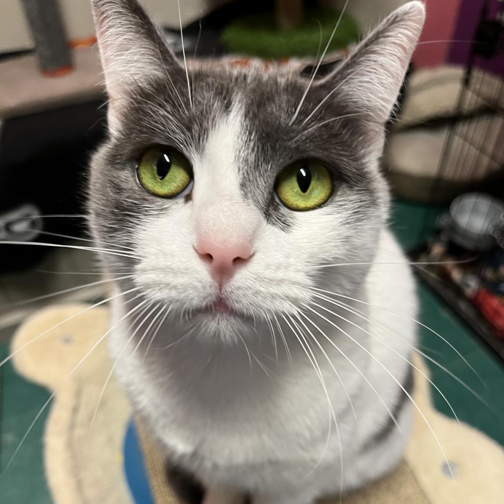 Eve, Adoptable, Senior Female Domestic Short Hair.