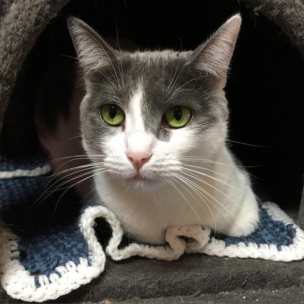 Enlarge Eve, a Adoptable Domestic Short Hair in Lindenwold, NJ image 2/6