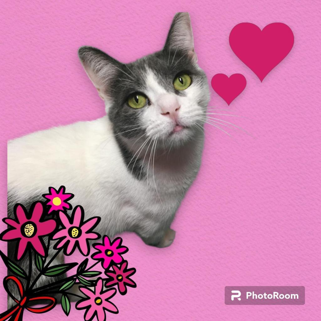 Enlarge Eve, a Adoptable Domestic Short Hair in Lindenwold, NJ image 3/6