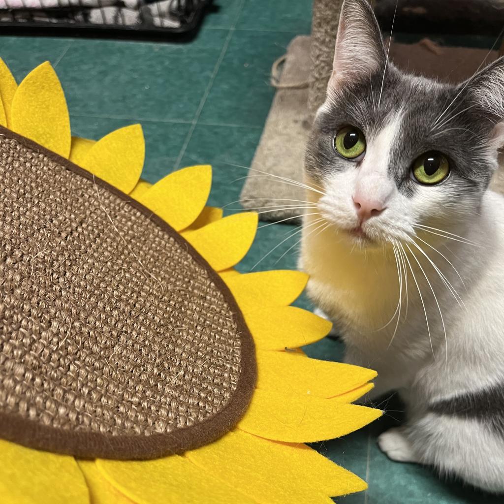 Enlarge Eve, a Adoptable Domestic Short Hair in Lindenwold, NJ image 4/6