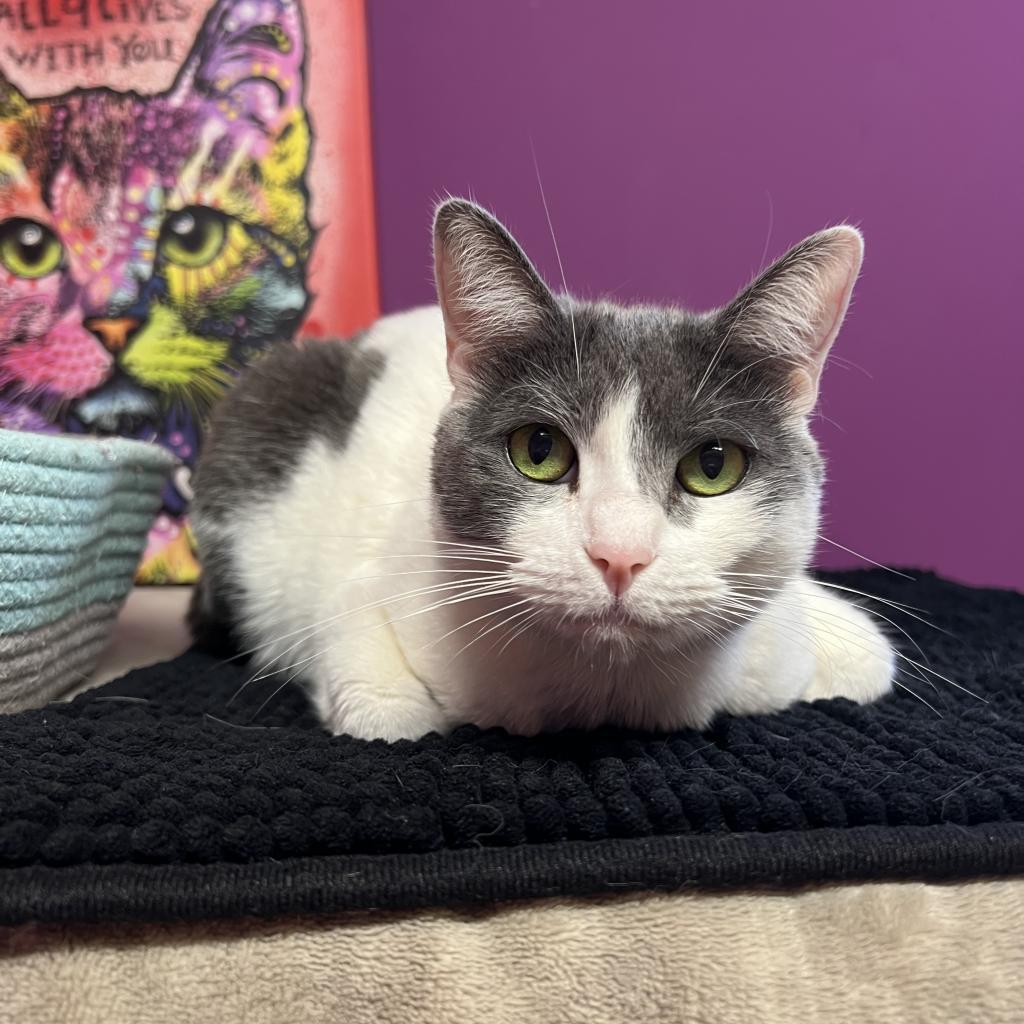 Enlarge Eve, a Adoptable Domestic Short Hair in Lindenwold, NJ image 6/6