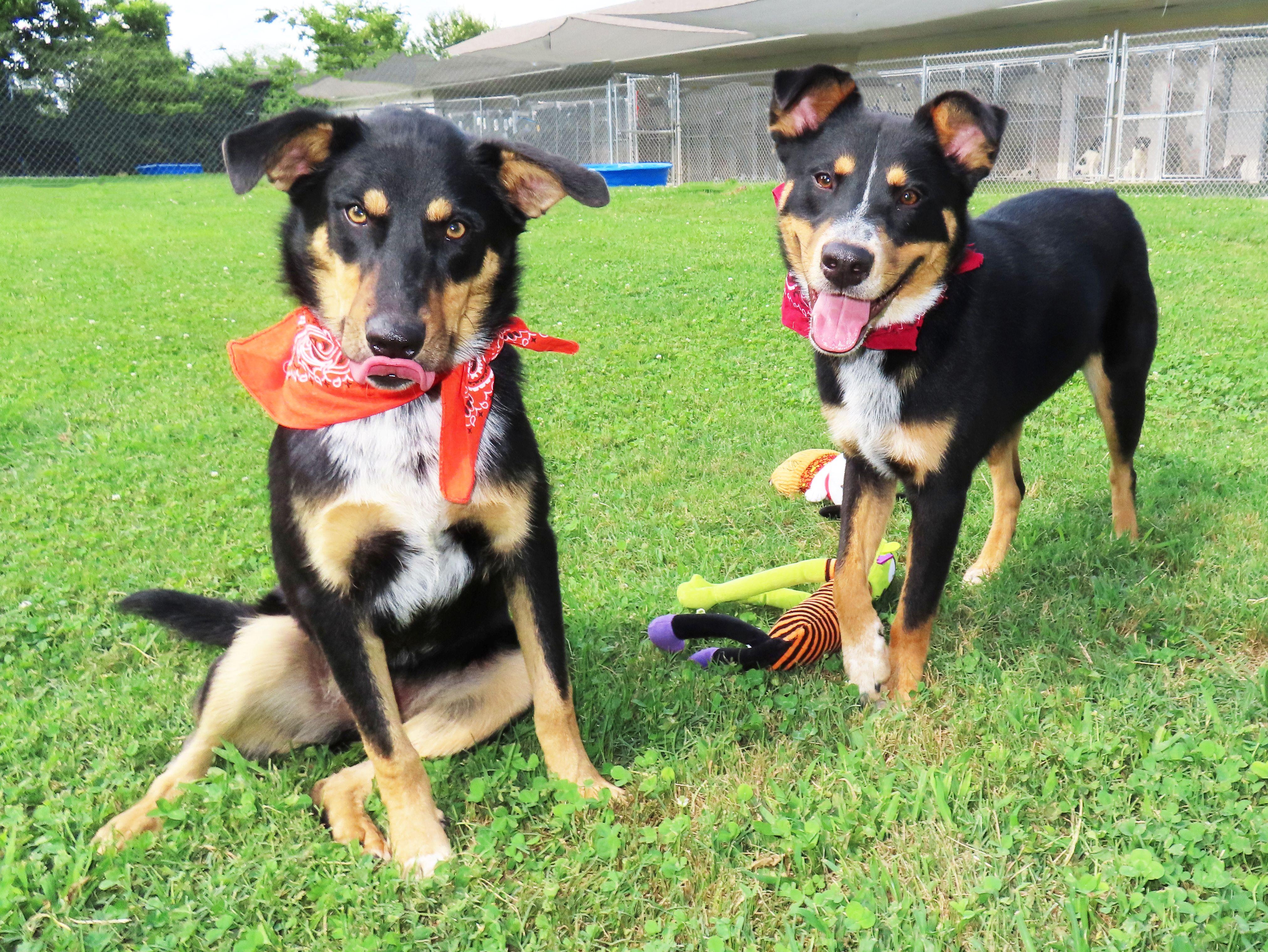 Enlarge Clark 26C-148, a ADOPTABLE mixed breed in Rogers, AR image 5/5