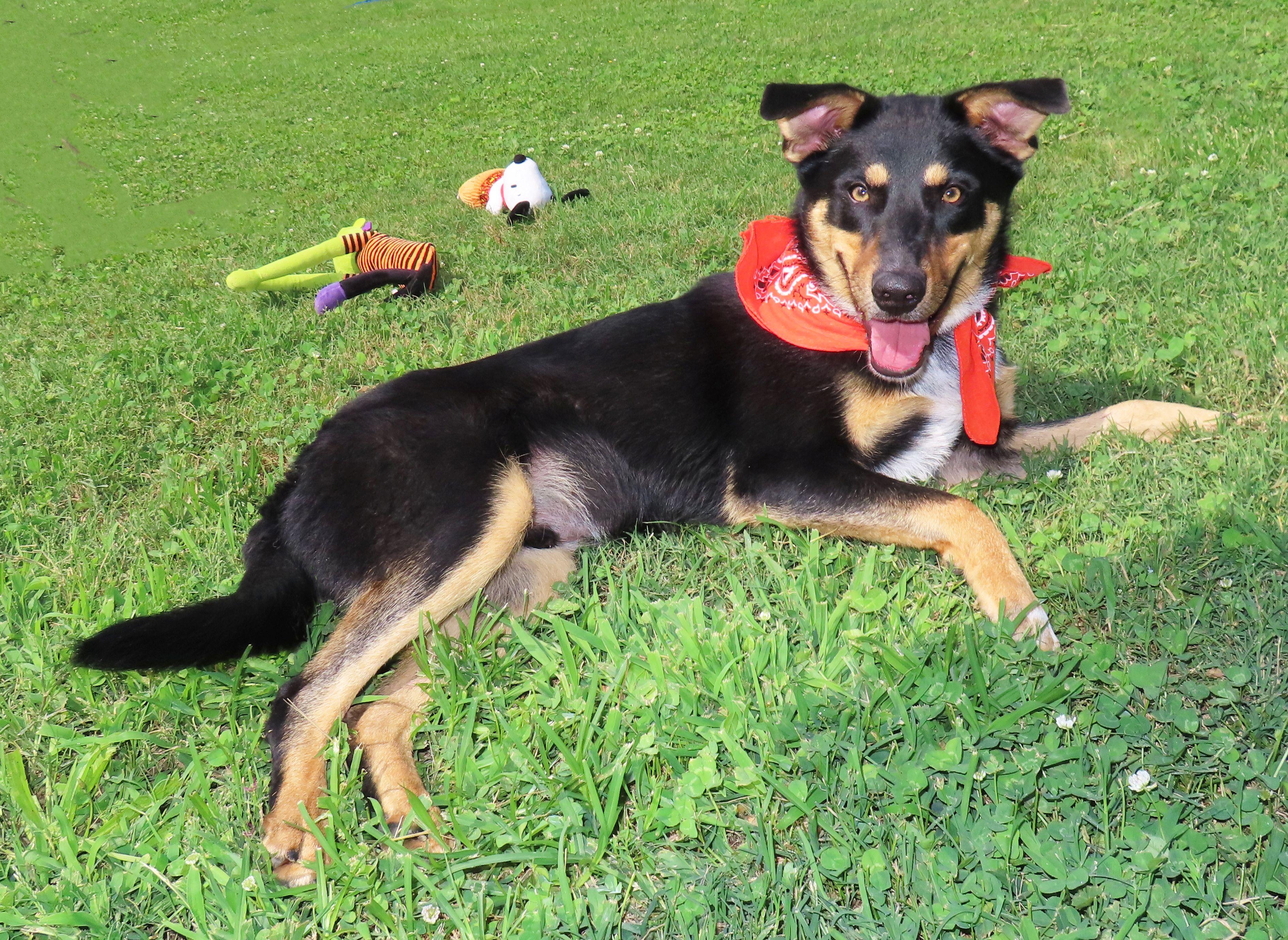 Enlarge Clark 26C-148, a ADOPTABLE mixed breed in Rogers, AR image 3/5