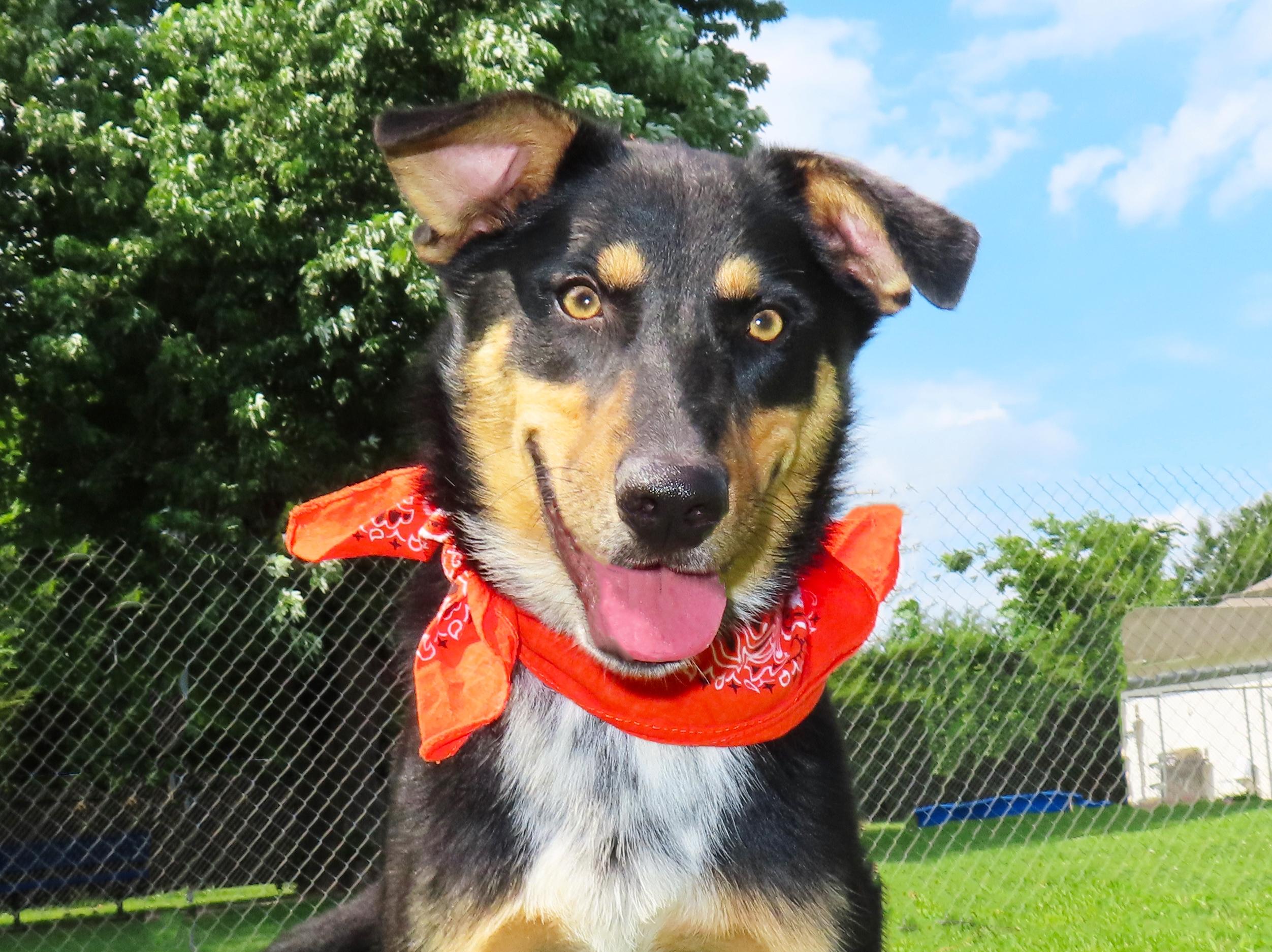 Clark 26C-148, ADOPTABLE, Puppy Male Australian Shepherd & Australian Kelpie.