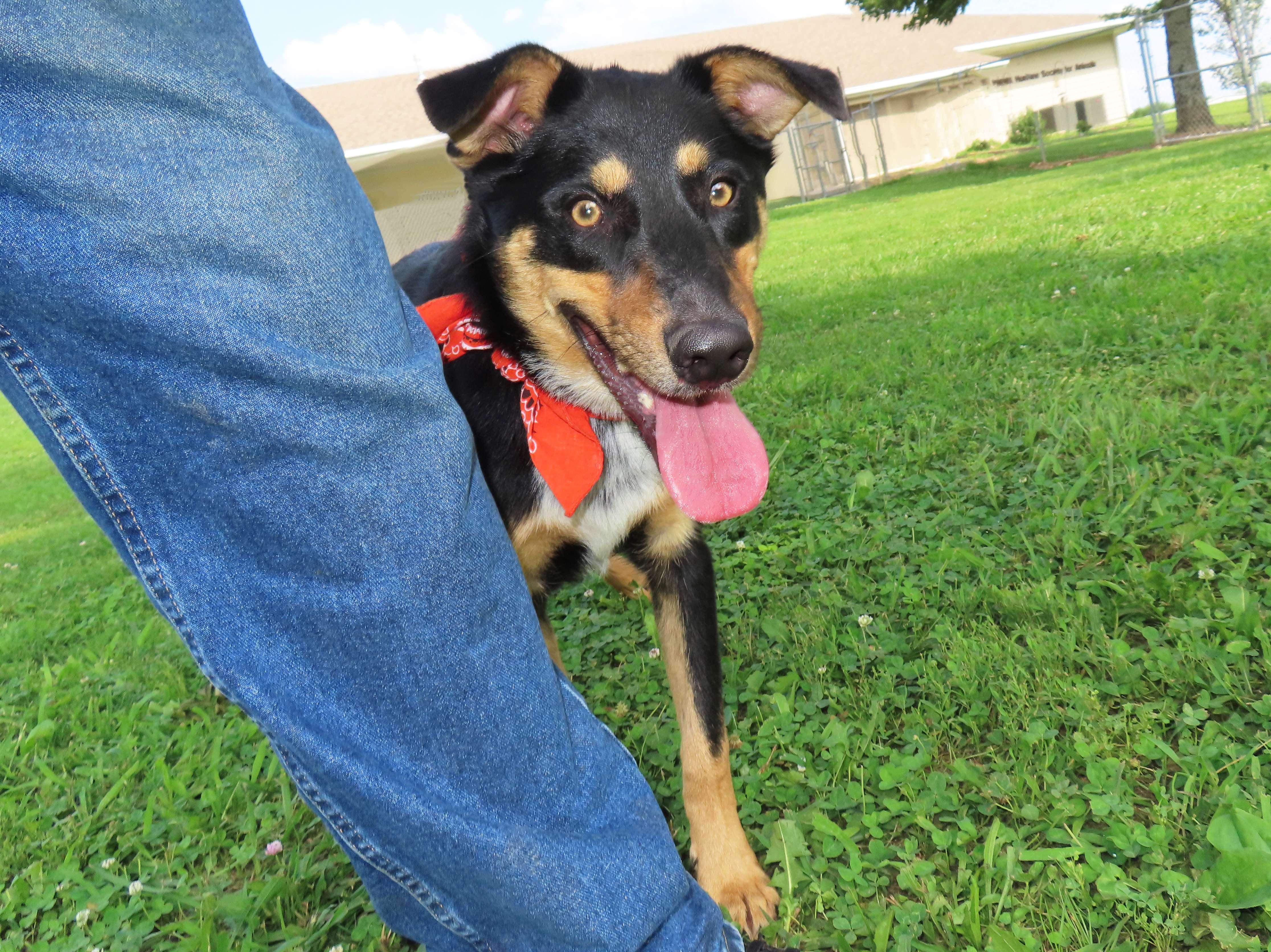 Enlarge Clark 26C-148, a ADOPTABLE mixed breed in Rogers, AR image 2/5