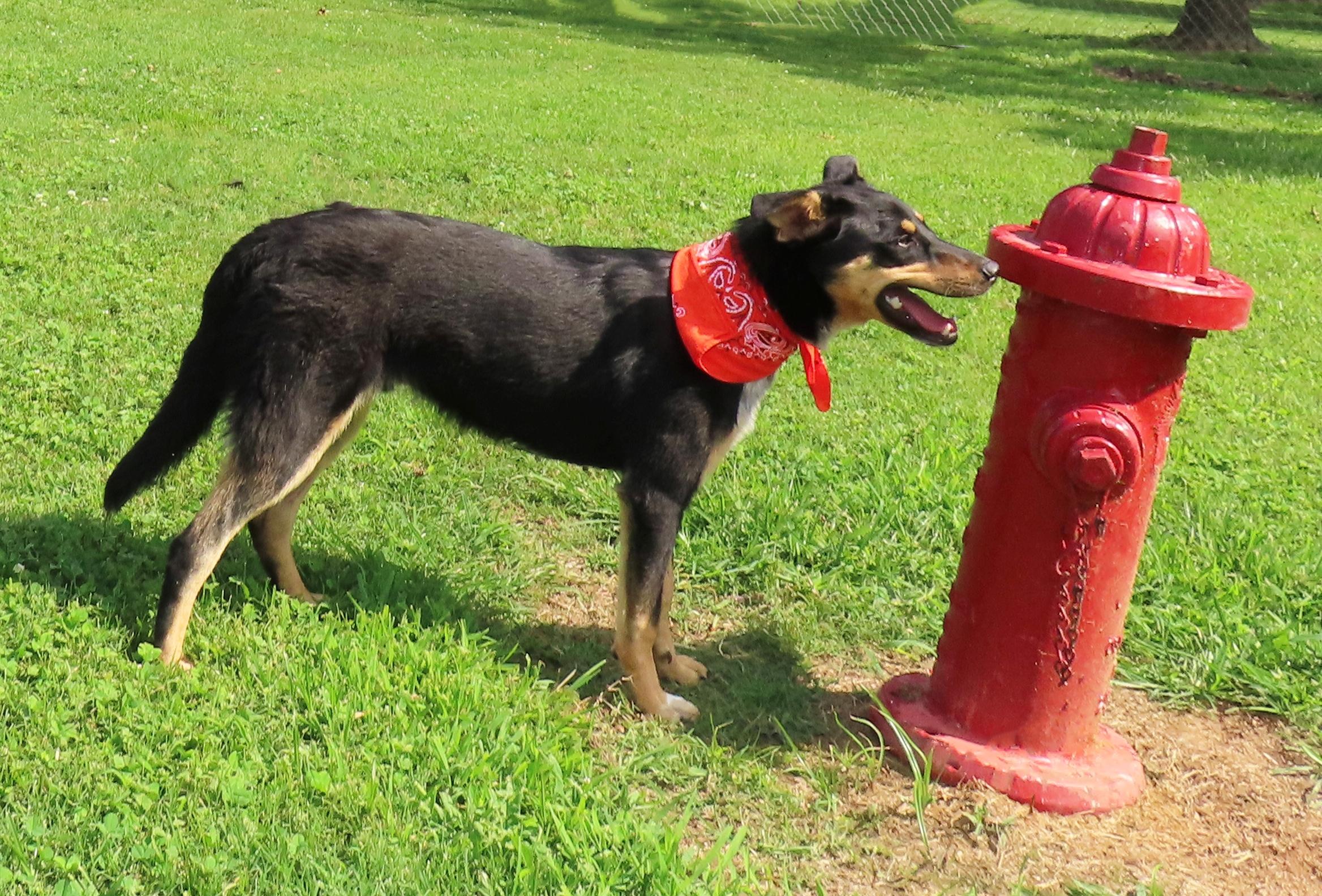 Enlarge Clark 26C-148, a ADOPTABLE mixed breed in Rogers, AR image 4/5