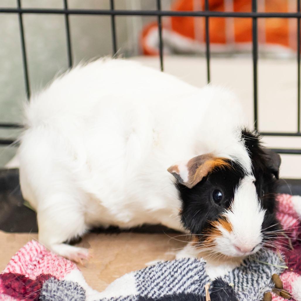 Bailey, Adoptable, Adult Female Guinea Pig.