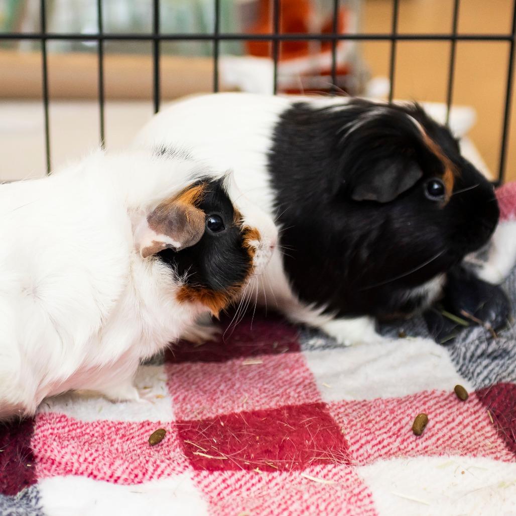 Enlarge Bailey, a Adoptable Guinea Pig in Middletown, RI image 2/2